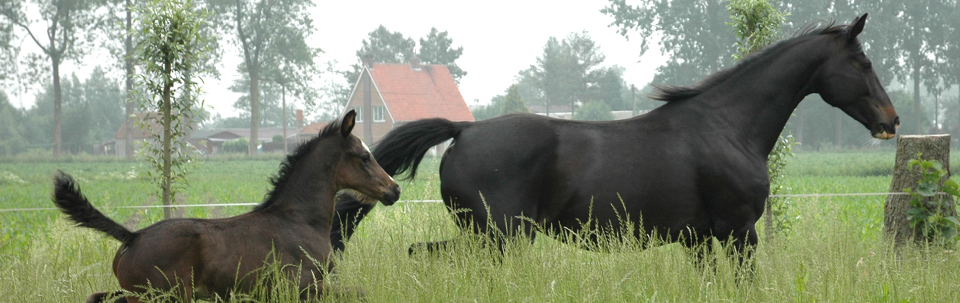 Horses